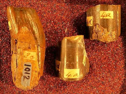 Dokumentasi USNM V1012 dengan identifikasi pada sumber Calamodon simplex. Isi dan label gambar dipertahankan.
