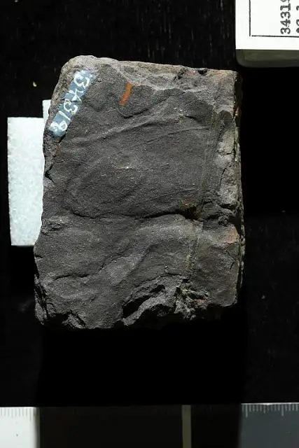 Dokumentasi USNM P34319 dengan identifikasi pada sumber Celastrophyllum grandifolium. Isi dan label gambar dipertahankan.