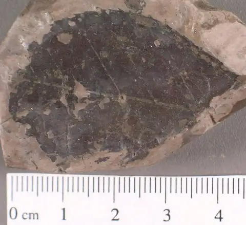 Dokumentasi YPM PB 011331 dengan identifikasi pada sumber Celastrophyllum newberryanum. Isi dan label gambar dipertahankan.