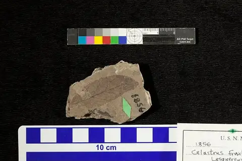 Dokumentasi USNM P1856 dengan identifikasi pada sumber Celastrus fraxinifolius. Isi dan label gambar dipertahankan.