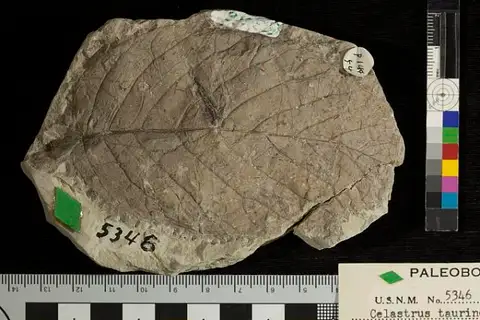 Dokumentasi USNM P5346 dengan identifikasi pada sumber Celastrus taurinensis. Isi dan label gambar dipertahankan.