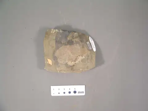 Dokumentasi YPM PB 023844 dengan identifikasi pada sumber Celtis rugosa. Isi dan label gambar dipertahankan.