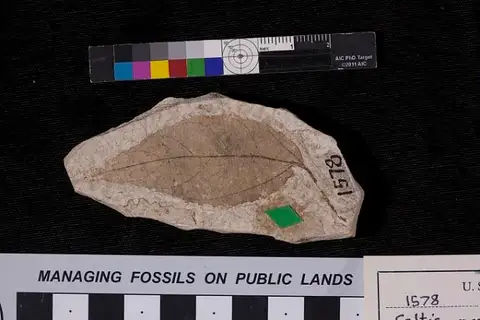 Dokumentasi USNM P1578 dengan identifikasi pada sumber Celtis mccoshii. Isi dan label gambar dipertahankan.