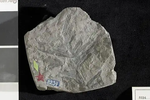 Dokumentasi USNM P8234 dengan identifikasi pada sumber Cephalotaxopsis carolinensis. Isi dan label gambar dipertahankan.