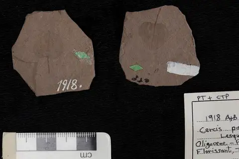 Dokumentasi USNM P1918 dengan identifikasi pada sumber Cercis parvifolia. Isi dan label gambar dipertahankan.