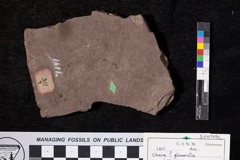 Dokumentasi USNM P1611 dengan identifikasi pada sumber Chara glomerata. Isi dan label gambar dipertahankan.