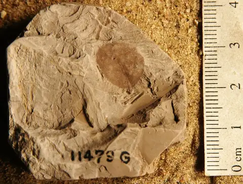 Dokumentasi YPM PB 011252 dengan identifikasi pada sumber Chondrophyllum obovatum. Isi dan label gambar dipertahankan.