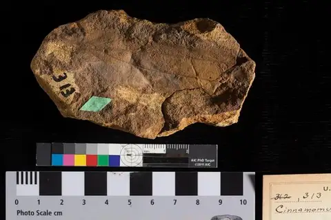 Dokumentasi USNM P313 dengan identifikasi pada sumber Cinnamomum affine. Isi dan label gambar dipertahankan.