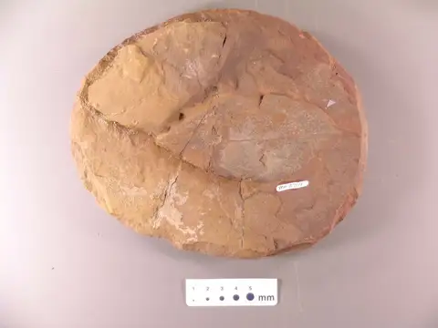 Dokumentasi YPM PB 027111 dengan identifikasi pada sumber Cinnamomum buchi. Isi dan label gambar dipertahankan.