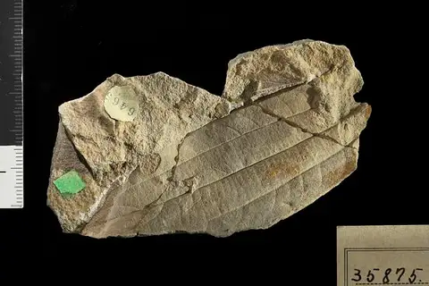 Dokumentasi USNM P35875 dengan identifikasi pada sumber Cinnamomum postnewberryi. Isi dan label gambar dipertahankan.