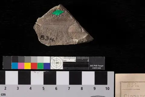 Dokumentasi USNM P834 dengan identifikasi pada sumber Cinnamomum scheuchzeri. Isi dan label gambar dipertahankan.