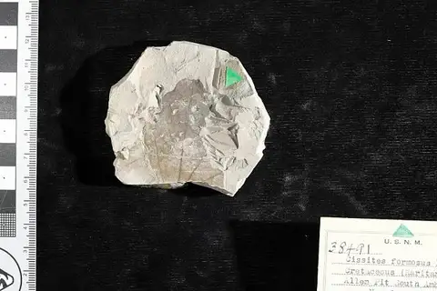 Dokumentasi USNM P38491 dengan identifikasi pada sumber Cissites formosus. Isi dan label gambar dipertahankan.