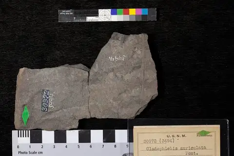 Dokumentasi USNM P30972 dengan identifikasi pada sumber Cladophlebis auriculata. Isi dan label gambar dipertahankan.