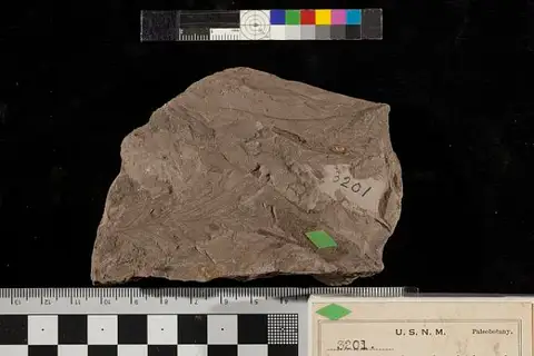 Dokumentasi USNM P3201 dengan identifikasi pada sumber Pecopteris virginiensis. Isi dan label gambar dipertahankan.