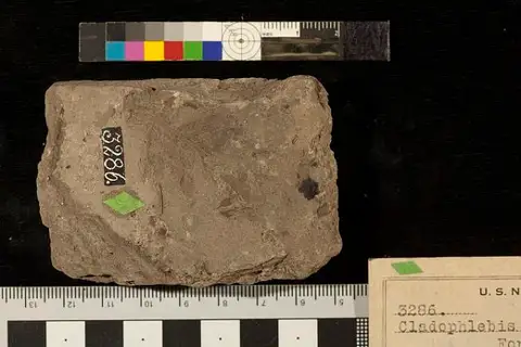 Dokumentasi USNM P3286 dengan identifikasi pada sumber Cladophlebis denticulata. Isi dan label gambar dipertahankan.