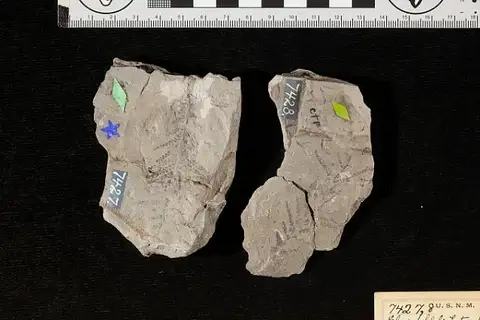 Dokumentasi USNM P7427 dengan identifikasi pada sumber Cladophlebis heterophylla. Isi dan label gambar dipertahankan.
