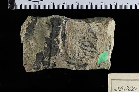 Dokumentasi USNM P35000 dengan identifikasi pada sumber Cladophlebis hirta. Isi dan label gambar dipertahankan.