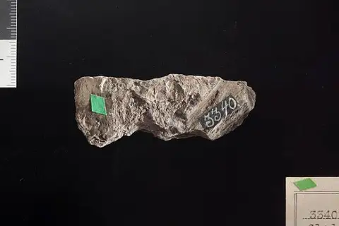 Dokumentasi USNM P3340 dengan identifikasi pada sumber Cladophlebis parva. Isi dan label gambar dipertahankan.