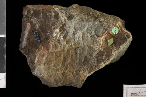Dokumentasi USNM P5824 dengan identifikasi pada sumber Cladophlebis spectabilis. Isi dan label gambar dipertahankan.