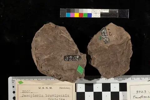 Dokumentasi USNM P3202 dengan identifikasi pada sumber Pecopteris brevipennis. Isi dan label gambar dipertahankan.