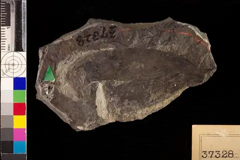 Dokumentasi USNM P37328 dengan identifikasi pada sumber Sagenopteris variabilis. Isi dan label gambar dipertahankan.