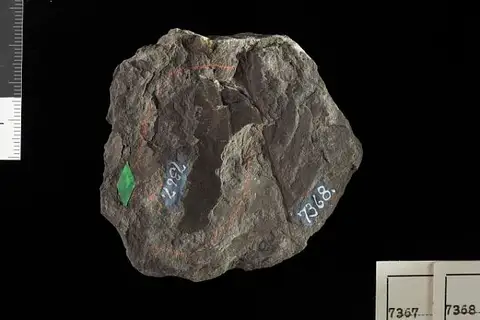 Dokumentasi USNM P7368 dengan identifikasi pada sumber Cladophlebis wyomingensis. Isi dan label gambar dipertahankan.