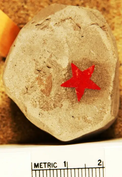 Dokumentasi YPM PB 027765 dengan identifikasi pada sumber Cocculus minutus. Isi dan label gambar dipertahankan.