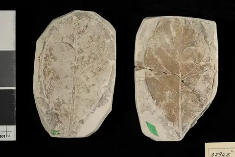 Dokumentasi USNM P35945 dengan identifikasi pada sumber Combretum ovalis. Isi dan label gambar dipertahankan.