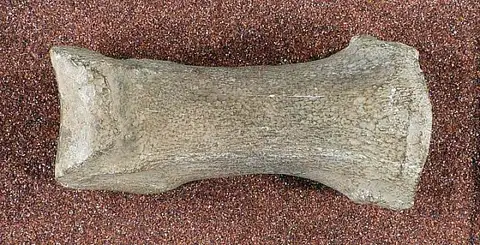 Dokumentasi USNM V7713 dengan identifikasi pada sumber Camelus arctoamericanus. Isi dan label gambar dipertahankan.