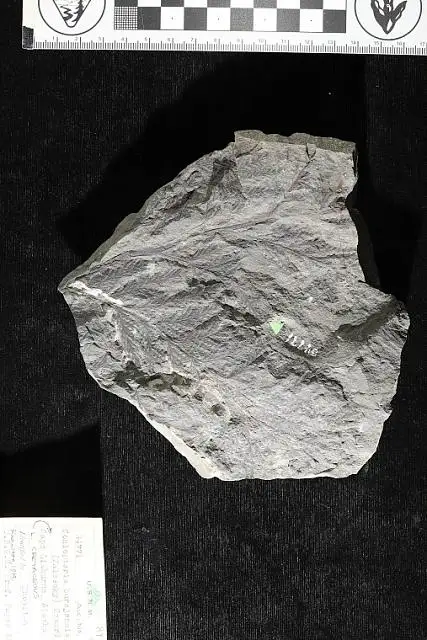 Dokumentasi USNM P34771 dengan identifikasi pada sumber Coniopteris burejensis. Isi dan label gambar dipertahankan.