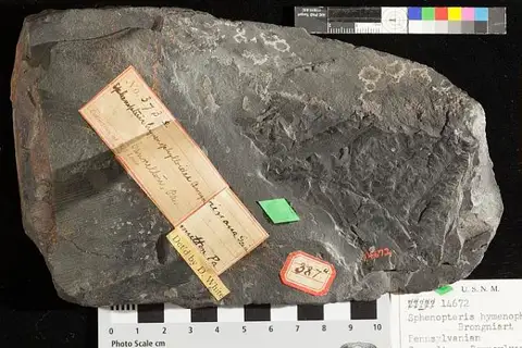 Dokumentasi USNM P14672 dengan identifikasi pada sumber Sphenopteris hymenophylloides. Isi dan label gambar dipertahankan.