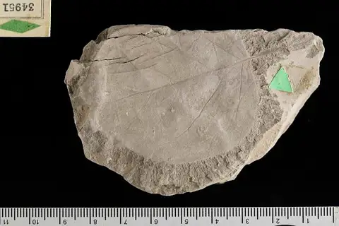 Dokumentasi USNM P34951 dengan identifikasi pada sumber Cordia apiculata. Isi dan label gambar dipertahankan.