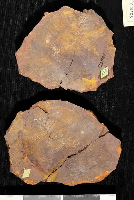 Dokumentasi USNM PAL321557 dengan identifikasi pada sumber Cordia lowii. Isi dan label gambar dipertahankan.