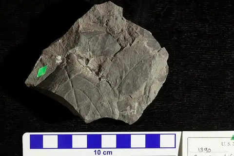 Dokumentasi USNM P1390 dengan identifikasi pada sumber Cornus orbifera. Isi dan label gambar dipertahankan.