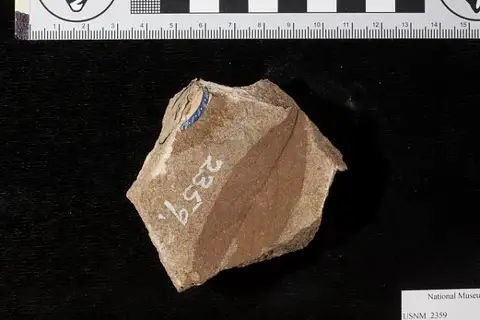 Dokumentasi USNM P2359 dengan identifikasi pada sumber Cornus studeri. Isi dan label gambar dipertahankan.