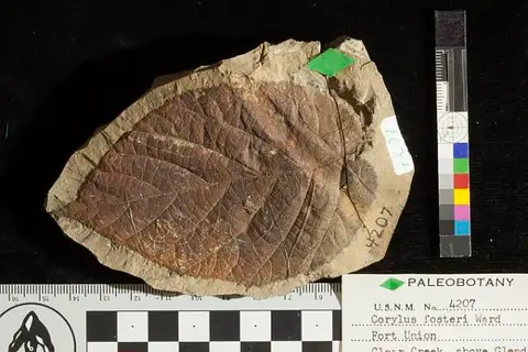 Dokumentasi USNM P4207 dengan identifikasi pada sumber Corylus fosteri. Isi dan label gambar dipertahankan.
