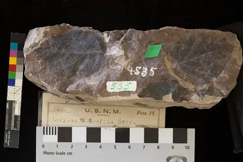 Dokumentasi USNM P535 dengan identifikasi pada sumber Corylus macquarrii. Isi dan label gambar dipertahankan.