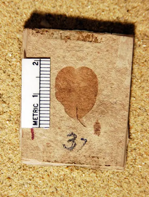 Dokumentasi YPM PB 023947 dengan identifikasi pada sumber Cotinus fraterna. Isi dan label gambar dipertahankan.