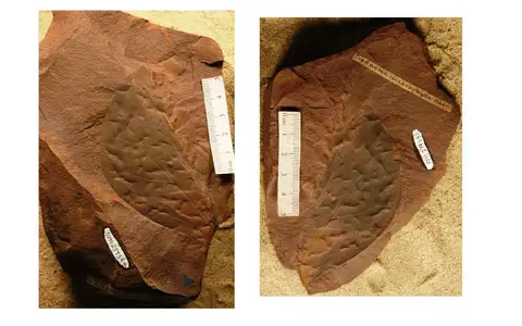 Dokumentasi YPM PB 027934.A dengan identifikasi pada sumber Credneria macrophylla. Isi dan label gambar dipertahankan.