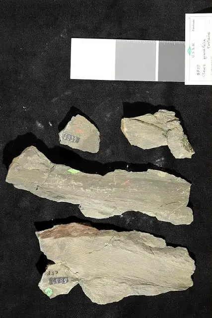 Dokumentasi USNM P5839 dengan identifikasi pada sumber Ctenis grandifolia. Isi dan label gambar dipertahankan.