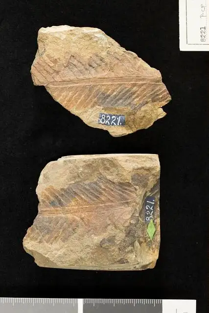 Dokumentasi USNM P8221 dengan identifikasi pada sumber Ctenophyllum robustum. Isi dan label gambar dipertahankan.