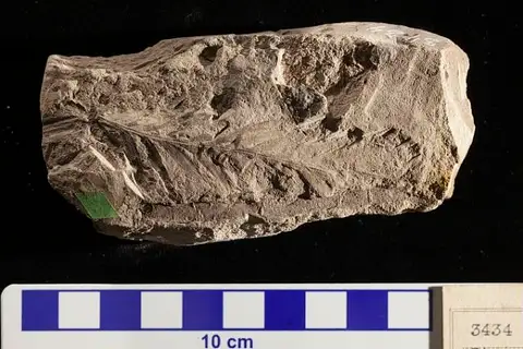 Dokumentasi USNM P3434 dengan identifikasi pada sumber Ctenopteris angustifolia. Isi dan label gambar dipertahankan.