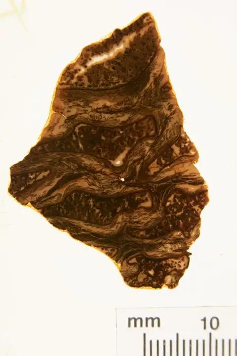 Dokumentasi YPM PB 041009 dengan identifikasi pada sumber Cycadella beecheriana. Isi dan label gambar dipertahankan.