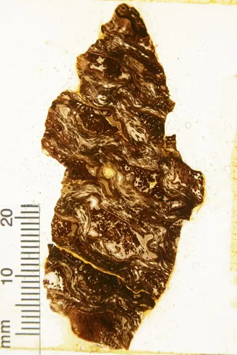 Dokumentasi YPM PB 002959 dengan identifikasi pada sumber Cycadella exogena. Isi dan label gambar dipertahankan.