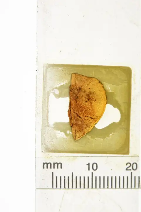 Dokumentasi YPM PB 040455 dengan identifikasi pada sumber Cycadeoidea formosa. Isi dan label gambar dipertahankan.