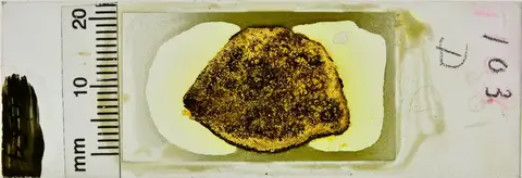 Dokumentasi YPM PB 003054 dengan identifikasi pada sumber Cycadeoidea ingens. Isi dan label gambar dipertahankan.