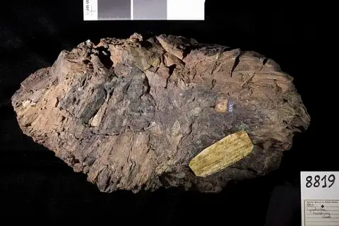 Dokumentasi USNM P8819 dengan identifikasi pada sumber Cycadeoidea marshiana. Isi dan label gambar dipertahankan.