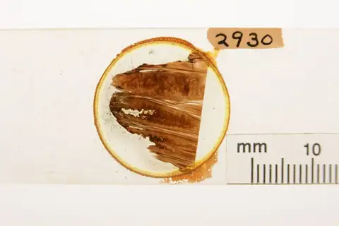 Dokumentasi YPM PB 002930 dengan identifikasi pada sumber Cycadeoidea minnekahtensis. Isi dan label gambar dipertahankan.