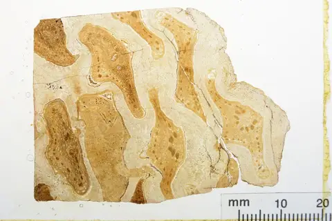 Dokumentasi YPM PB 002983 dengan identifikasi pada sumber Cycadeoidea munita. Isi dan label gambar dipertahankan.