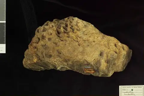 Dokumentasi USNM P8817 dengan identifikasi pada sumber Cycadeoidea occidentalis. Isi dan label gambar dipertahankan.